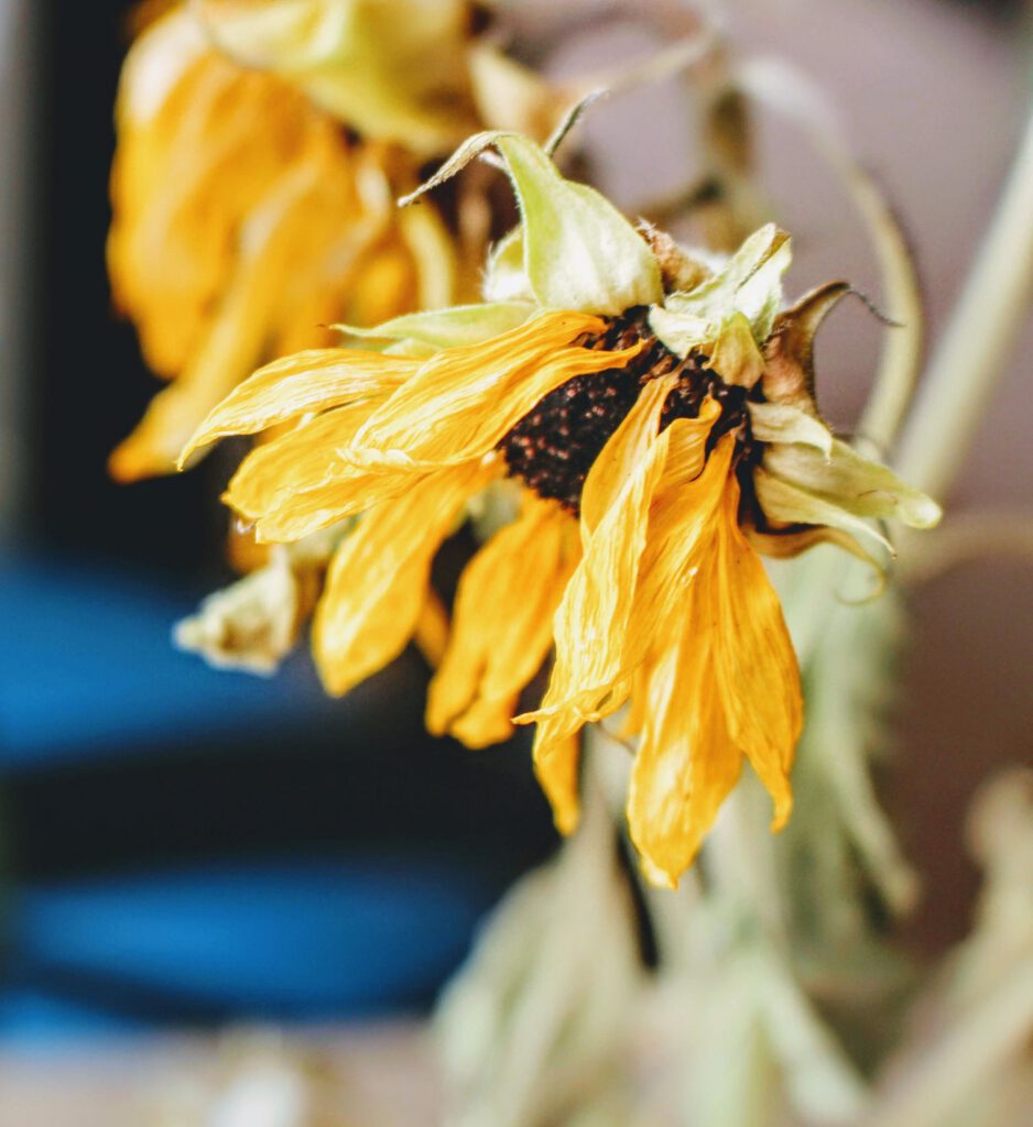 Wilting sunflower in a vase
